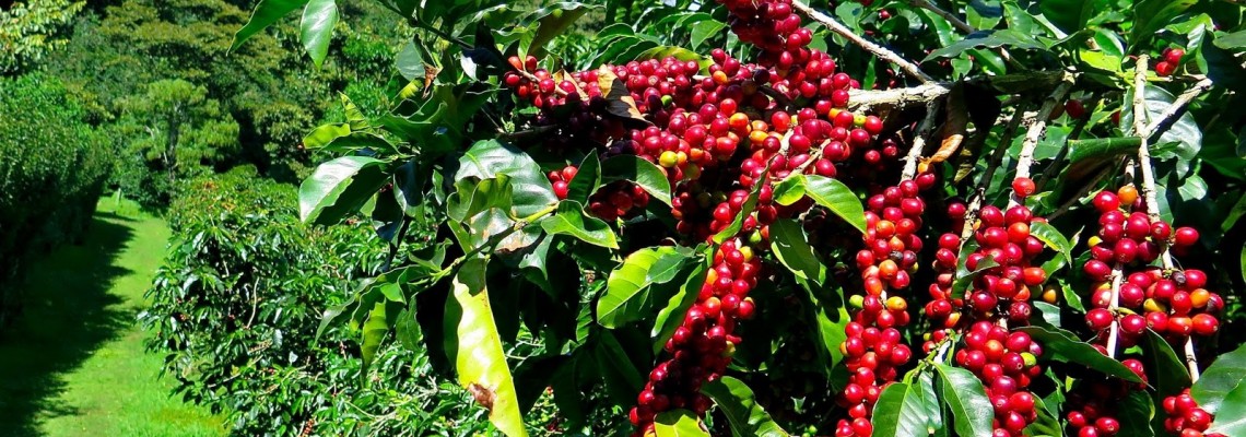 Kahvenin Eko Sisteme Katkısı